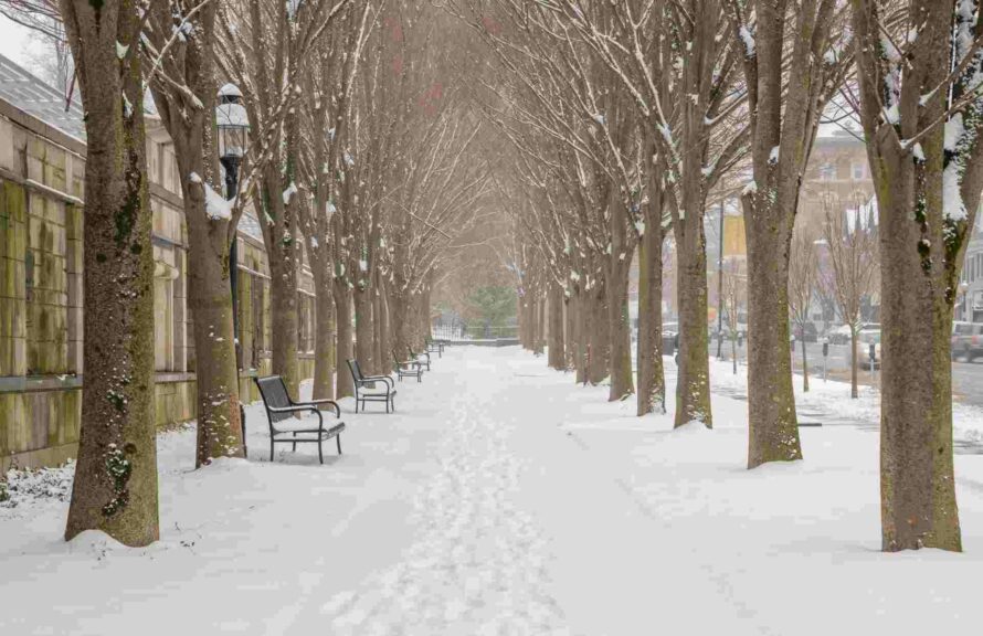 A snowy scenic street in Princeton, New Jersey lined with trees